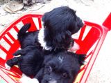 Siyah Terrier Yavrularımız