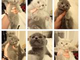 Scottish Fold British Yavru Kedi