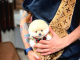 Irk Ve Sağlık Garantili Pomeranian Boo Yavrularımız
