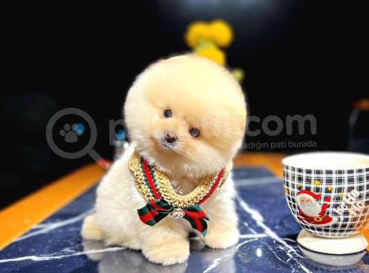 Irk Ve Sağlık Garantili Pomeranian Boo Yavrularımız