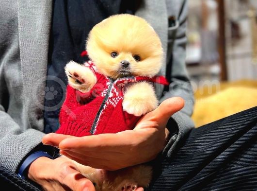 Irk Ve Sağlık Garantili Pomeranian Boo Yavrularımız görsel