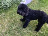 Siyah Erkek Toy Poodle