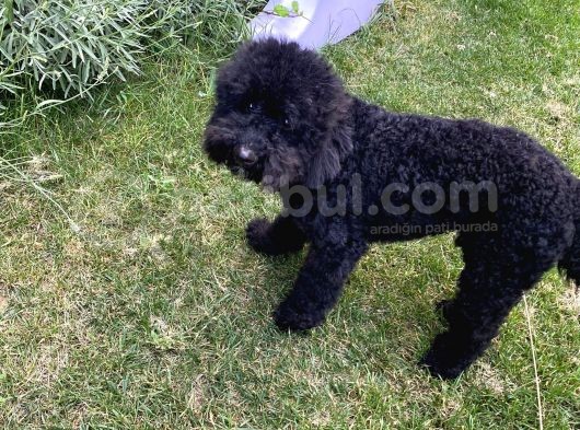 Siyah Erkek Toy Poodle