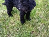 Siyah Erkek Toy Poodle