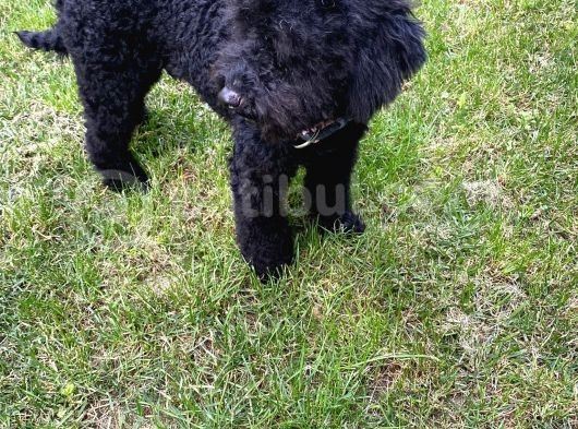 Siyah Erkek Toy Poodle görsel