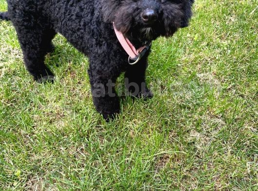 Siyah Erkek Toy Poodle görsel