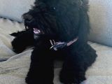 Siyah Erkek Toy Poodle