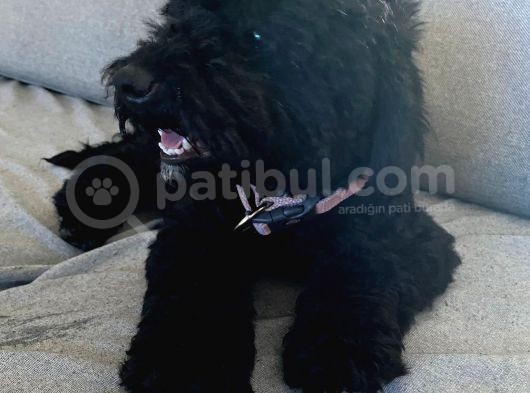 Siyah Erkek Toy Poodle görsel