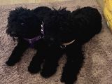 Siyah Erkek Toy Poodle