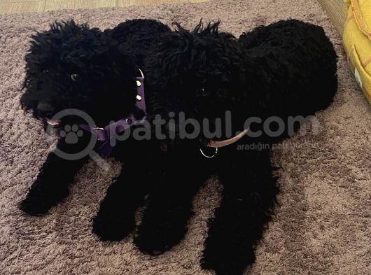 Siyah Erkek Toy Poodle görsel