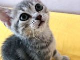Çok Uyguna Scotti̇sh Ve Bri̇ti̇sh Si̇lver Yavrular