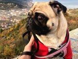 3 Yaşındaki Kızımıza Erkek Pug Damat Arıyoruz