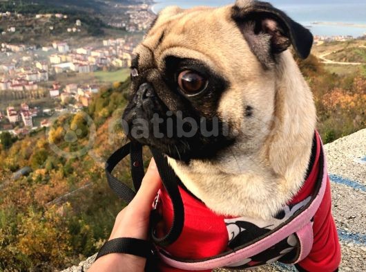 3 Yaşındaki Kızımıza Erkek Pug Damat Arıyoruz