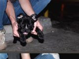 Gerekli Aşıları Yapılmış French Bulldog