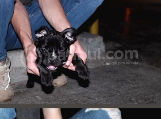 Gerekli Aşıları Yapılmış French Bulldog görsel