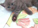 54 Günlük Safkan British Shorthair Yavru