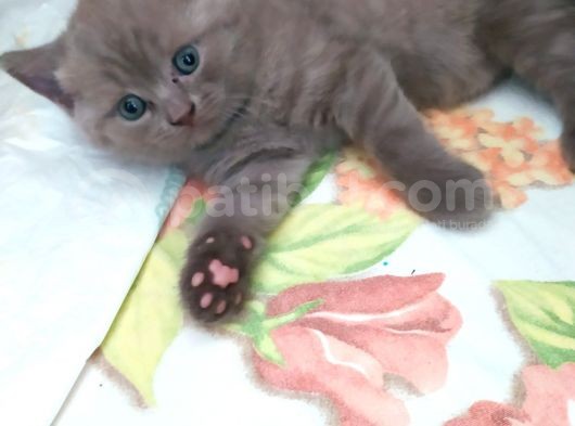 54 Günlük Safkan British Shorthair Yavru görsel
