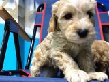 Malti̇poo Yavrular Hazir