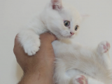 British Short Hair Yavru Kedi