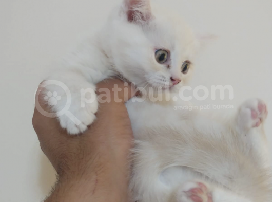 British Short Hair Yavru Kedi görsel