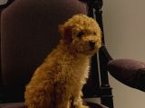 Erkek Poodle Yavrumuz