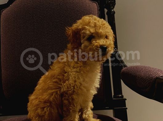 Erkek Poodle Yavrumuz görsel