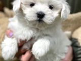Show Kalite Maltese Terier Bebekler