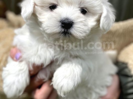 Show Kalite Maltese Terier Bebekler