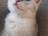 Silver Tabby Ns24