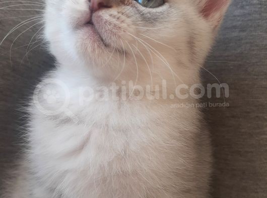 Silver Tabby Ns24 görsel