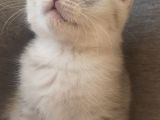 Silver Tabby Ns24