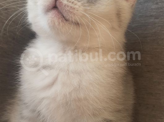 Silver Tabby Ns24 görsel