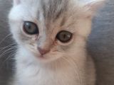 Silver Tabby Ns24