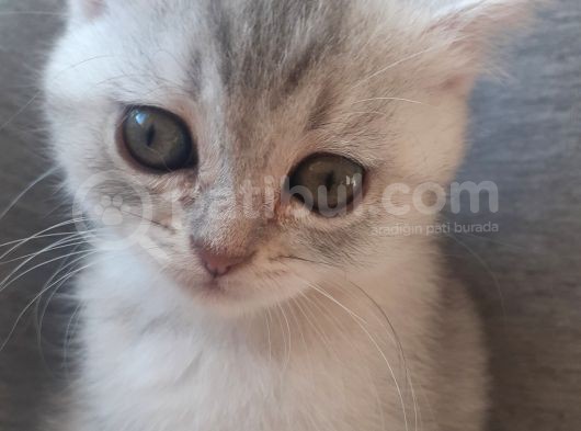 Silver Tabby Ns24