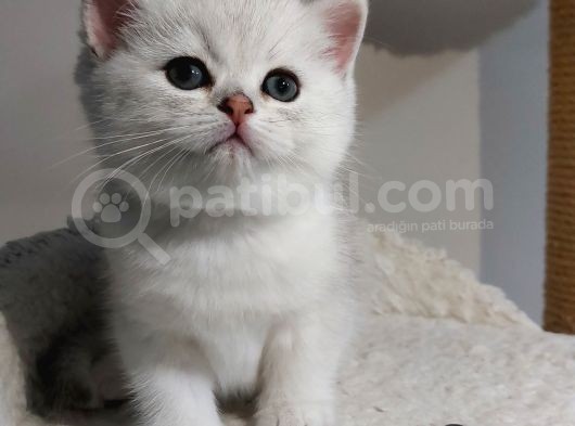 Uygun Safkan Bri̇ti̇sh Shorthai̇r Yavrularimiz görsel