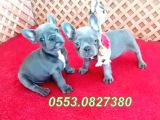 Üst Düzey Safkan Blue French Bulldog Yavrular