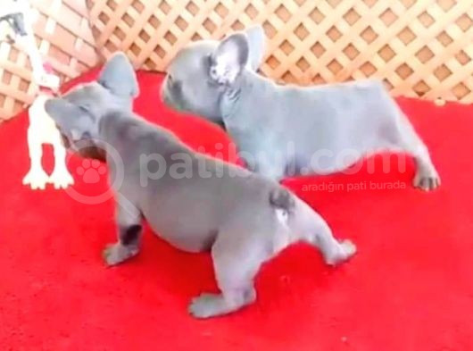 Üst Düzey Safkan Blue French Bulldog Yavrular görsel