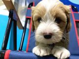 Malti̇poo Yavrular Hazir