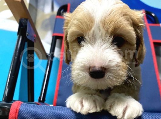 Malti̇poo Yavrular Hazir