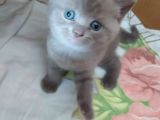 54 Günlük Safkan British Shorthair Yavru
