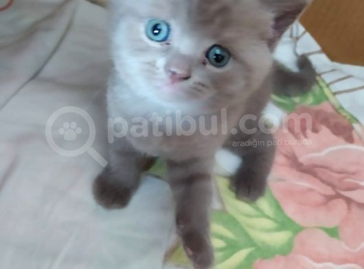 54 Günlük Safkan British Shorthair Yavru görsel