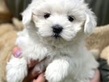 Show Kalite Maltese Terier Bebekler