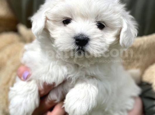 Show Kalite Maltese Terier Bebekler görsel
