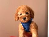 Safkan Toy Poodle Yavrular
