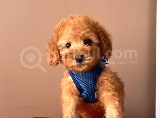Safkan Toy Poodle Yavrular görsel
