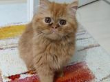 7 Aylık Erkek Persian Kedimizi Sahiplendiriyoruz