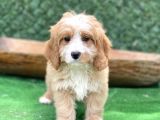Show Kalite Maltipoo Yavrular