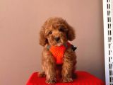 Safkan Toy Poodle Yavrular