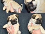 Gül Kuyruk Pug Yavrular
