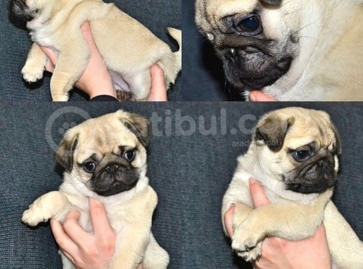 Gül Kuyruk Pug Yavrular